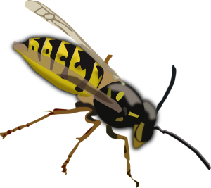 Wasp PNG-74617